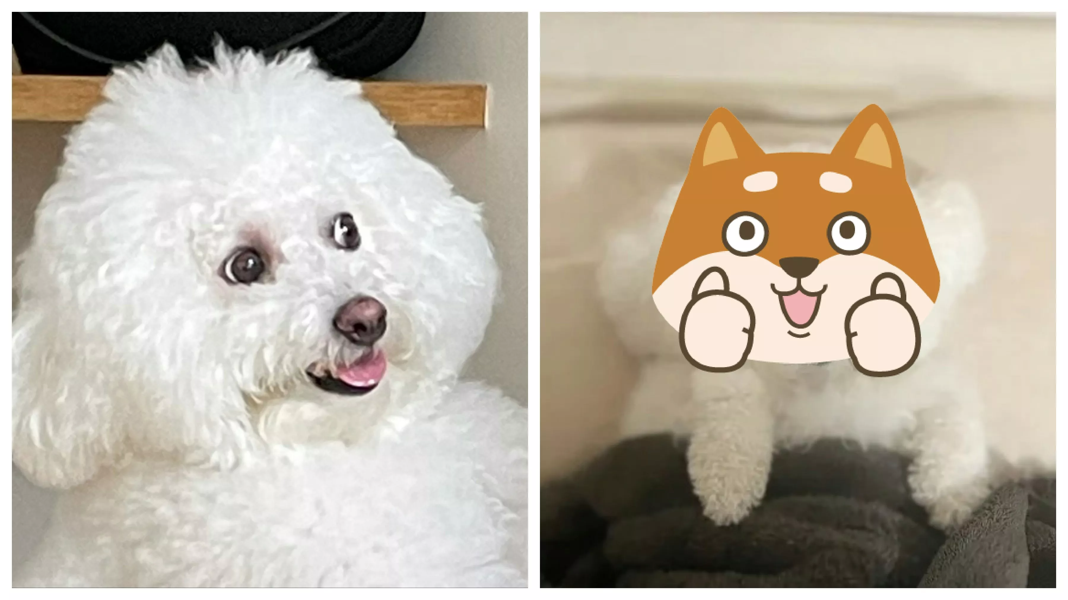 比熊犬睡姿爆红 棉花糖娃娃可爱又萌:像极人类婴儿