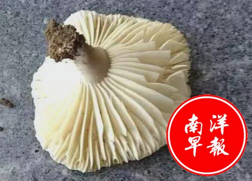 1个就致命   杭州女子舍不得吃  老公吃完进ICU