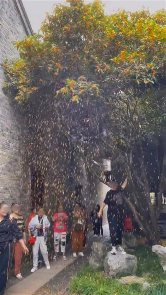 中国大妈闯祸 珍稀金桂被祸害