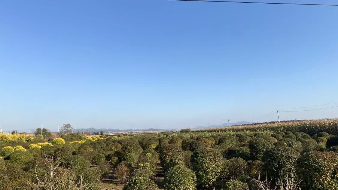 铁岭下辖的一些村庄已经转型发展苗圃产业 时代周报 李杭/摄