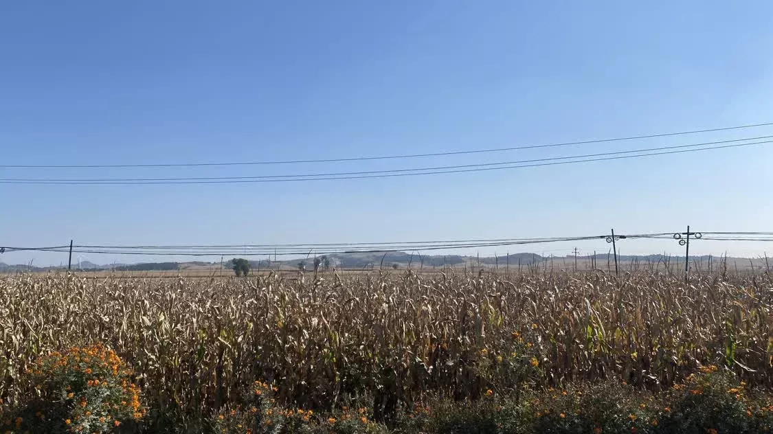 不过，大部分村子还是以粮食种植为主 时代周报 李杭/摄