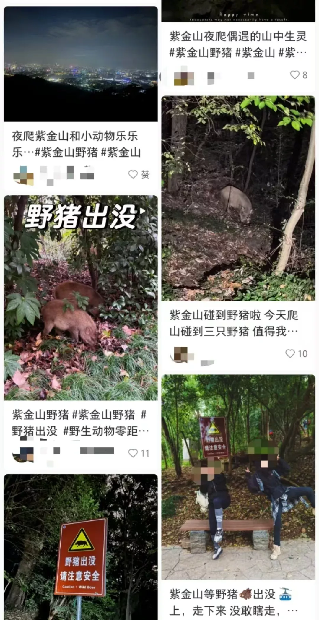 社交媒体上网友发布在紫金山遇到野猪的帖子。网络图