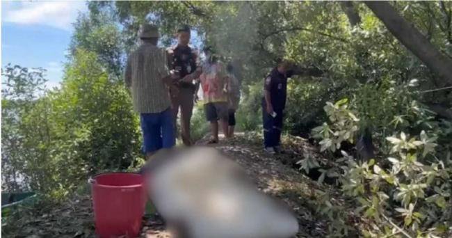 男子修树 全身没伤却当场死亡 男子修树 全身没伤却当场死亡