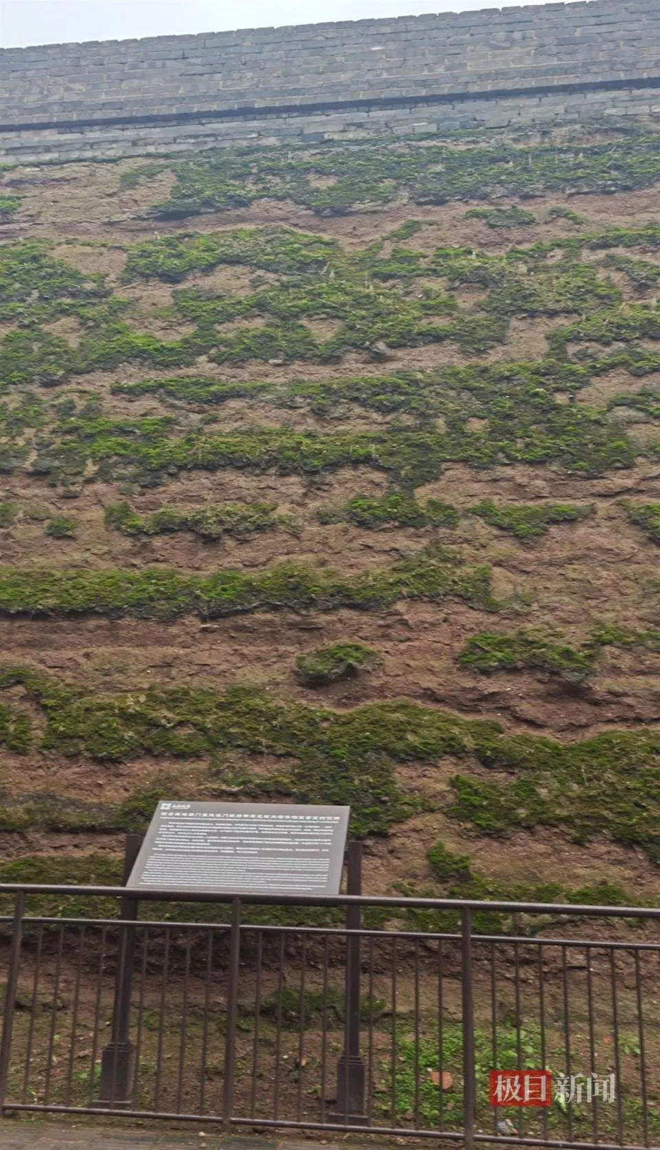 大雁塔受潮 西安连续一个多月降雨遍地长蘑菇