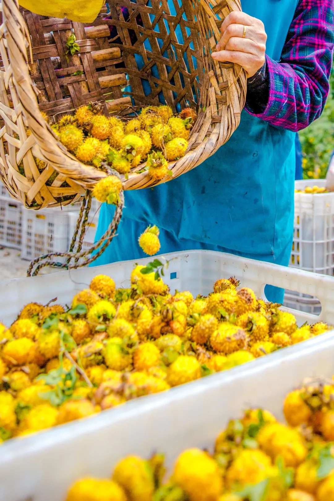 一秋知“五养”,这个西南秘境到底有多上头 一秋知“五养”,这个西南秘境到底有多上头