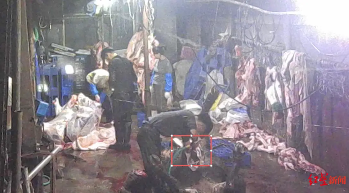 澳华人女子遭陌生人持刀袭击 嫌犯案发时还在保释中