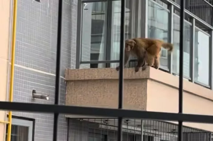 南宁一高层小区出现猴子“飞檐走壁”后续 动物园回应