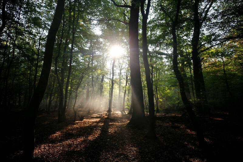 森林是地球重要的碳储存槽。（路透档案照）