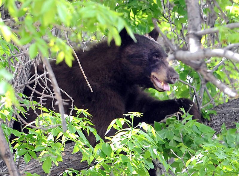 1位台湾人在日本青森自驾游撞到熊，因为租车时有保全险，所以车祸衍生费用都可以核销；示意图，熊与新闻事件无关。（美联社资料照）