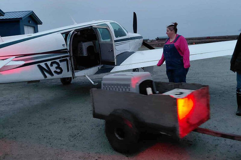 10月15日，阿拉斯加州基普努克村，志工将装在笼内的犬只运送至包机，准备空运至贝塞尔（Bethel）的动物收容所。（美联社）