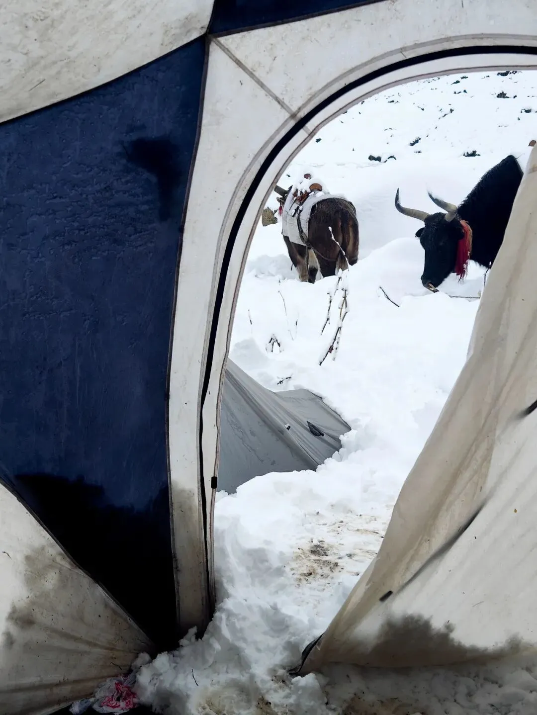 10月5日，珠峰东坡，暴雪后帐篷外的牦牛。图/受访者提供