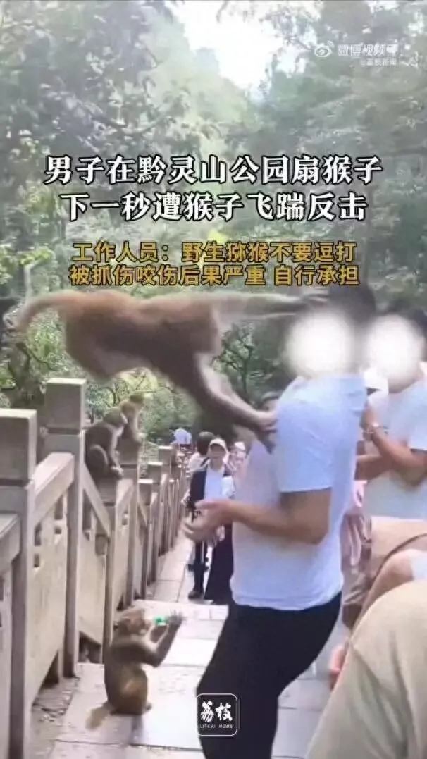 男子在黔灵山扇打猴子脸 下一秒遭飞踹反击 公园回应:未收到反馈