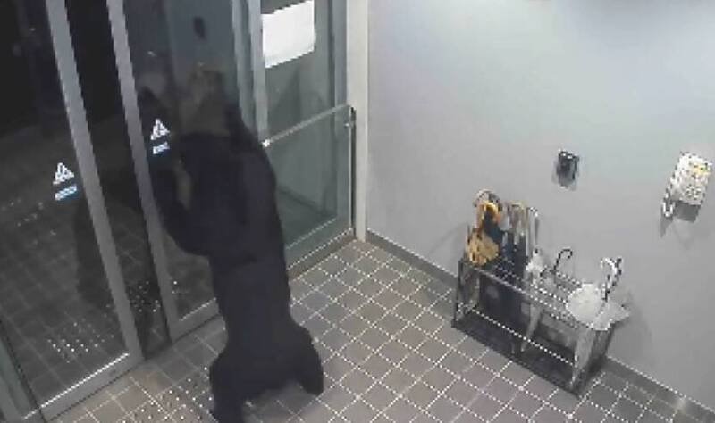 日本秋田县汤泽熊只连伤4人，还进入其中1名受害者的家中过夜。（图撷自「@BABYLONBU5TER」X帐号）