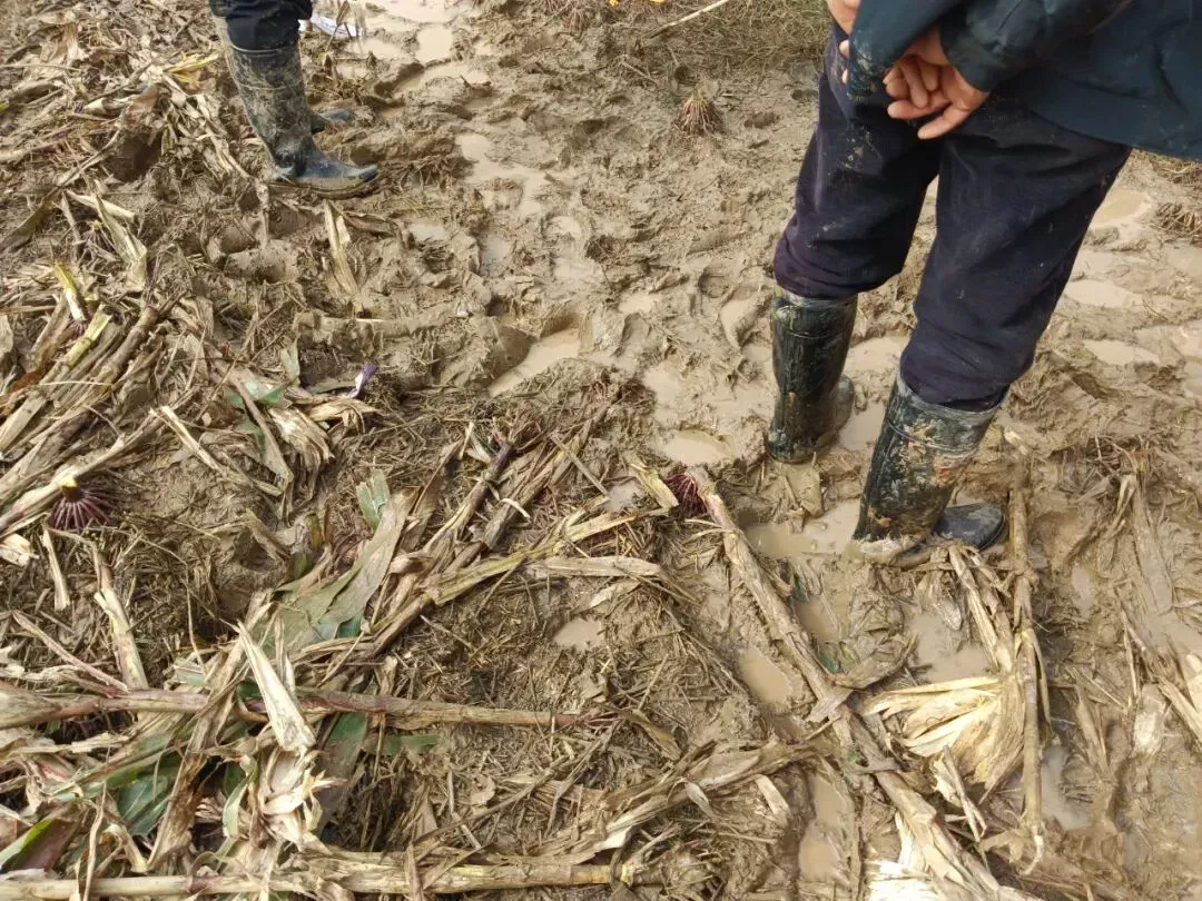 村民们进入泥泞的田地，都需要穿高帮雨鞋/受访者供图