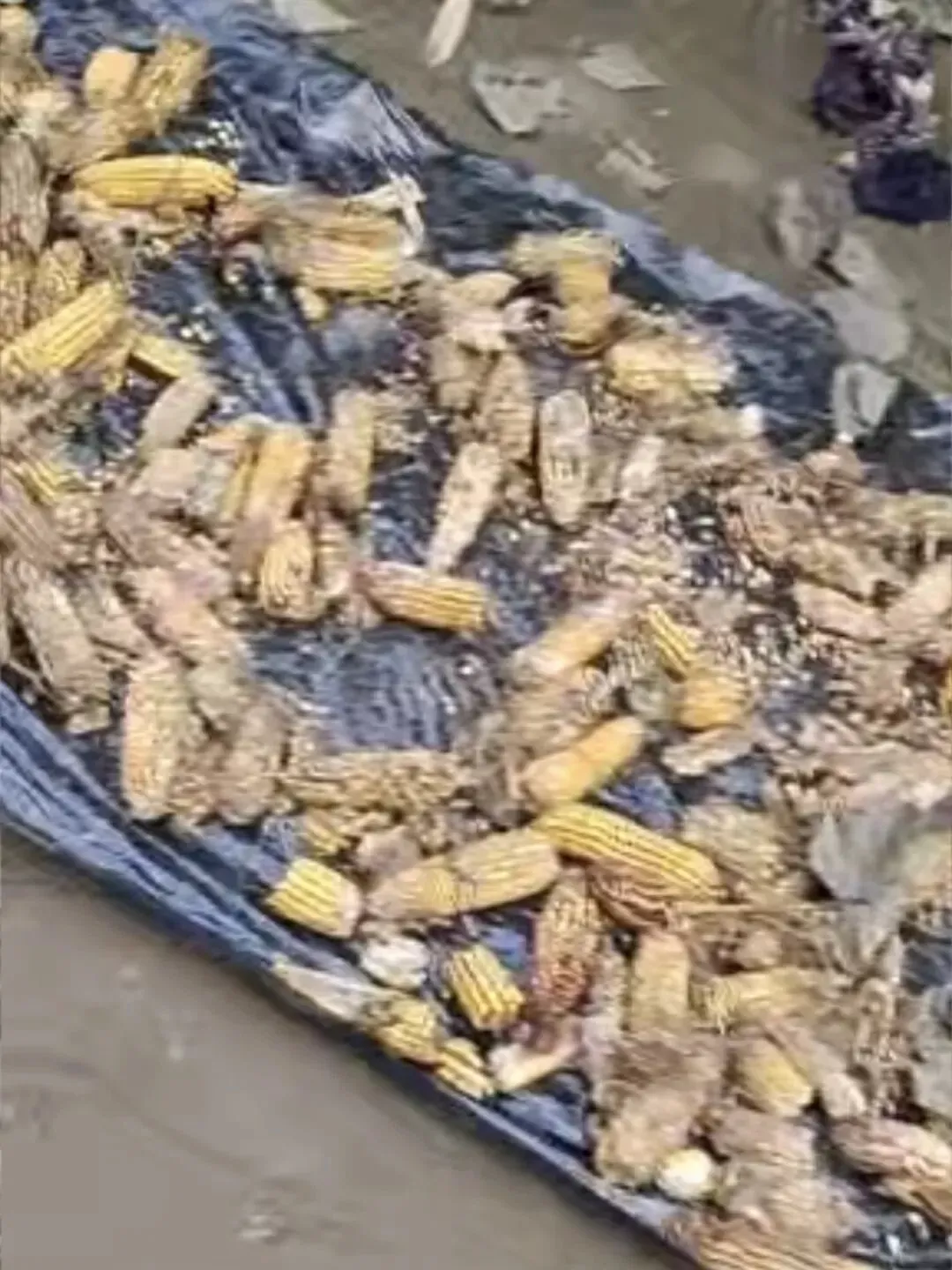 村民晒在地上、损毁严重的玉米/受访者供图