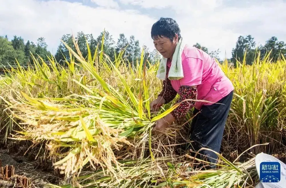 郑大玮指出，北方农业的作物结构和育种方向也需要改变。图为稻农在稻田里抢收稻谷（无人机照片）/新华社记者 唐奕 摄