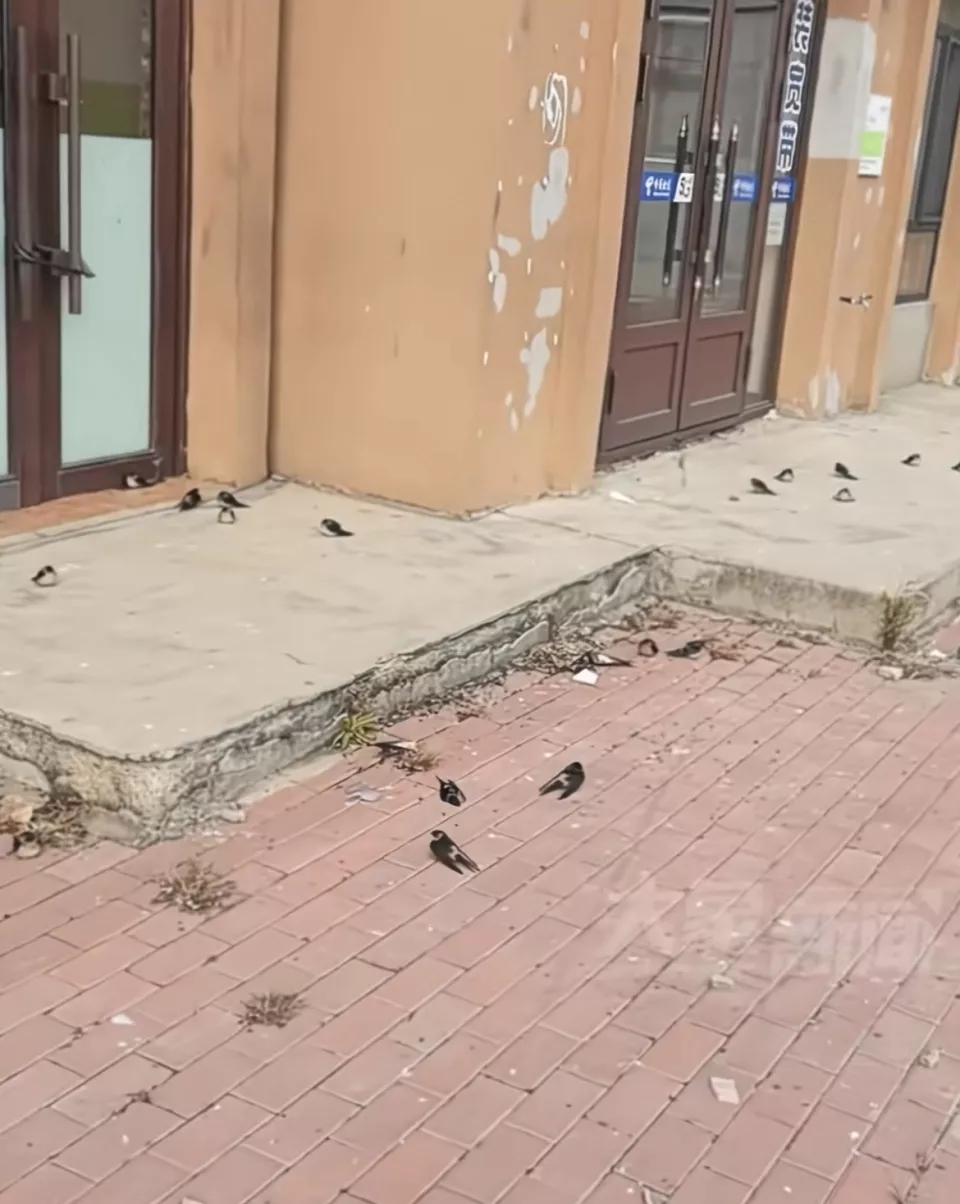 黑龙江五常上百只燕子滞留冻死不少，林草局回应