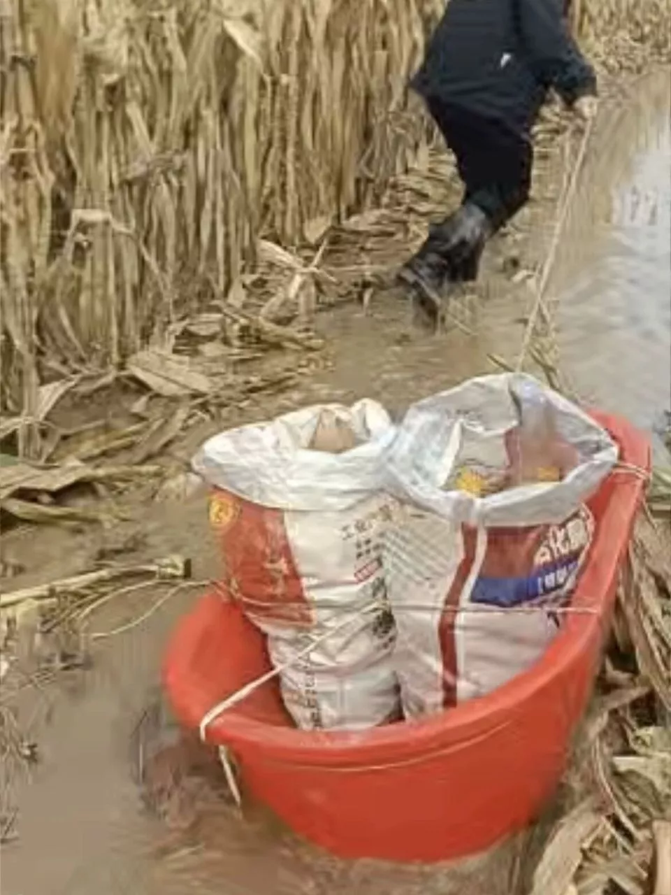 河南人苦,大旱中救活的玉米,现在都泡烂了