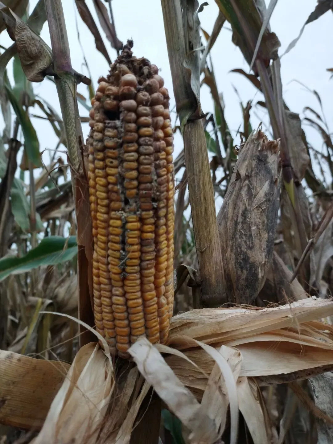 河南60年一遇“烂秋雨”:农户夏天抗旱救活的庄稼