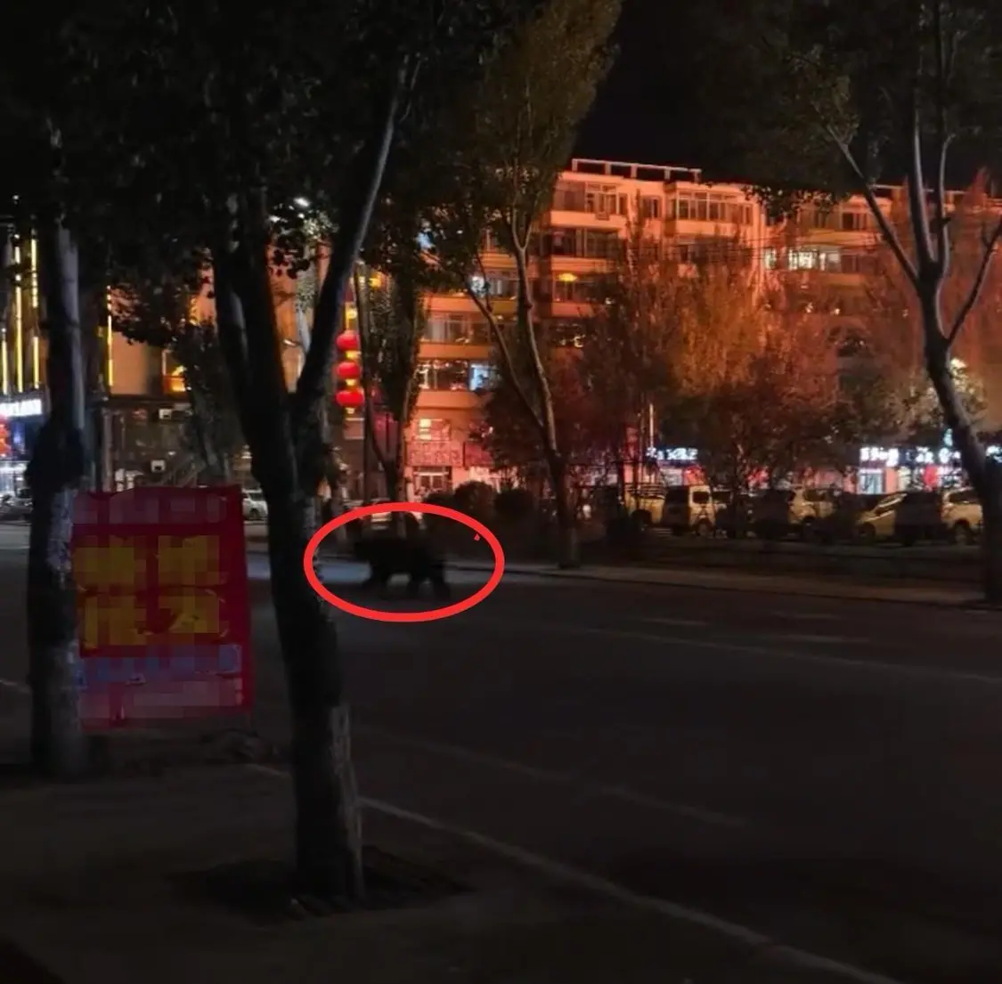 大黑熊独闯县城闹市区，警方连开10多枪击毙