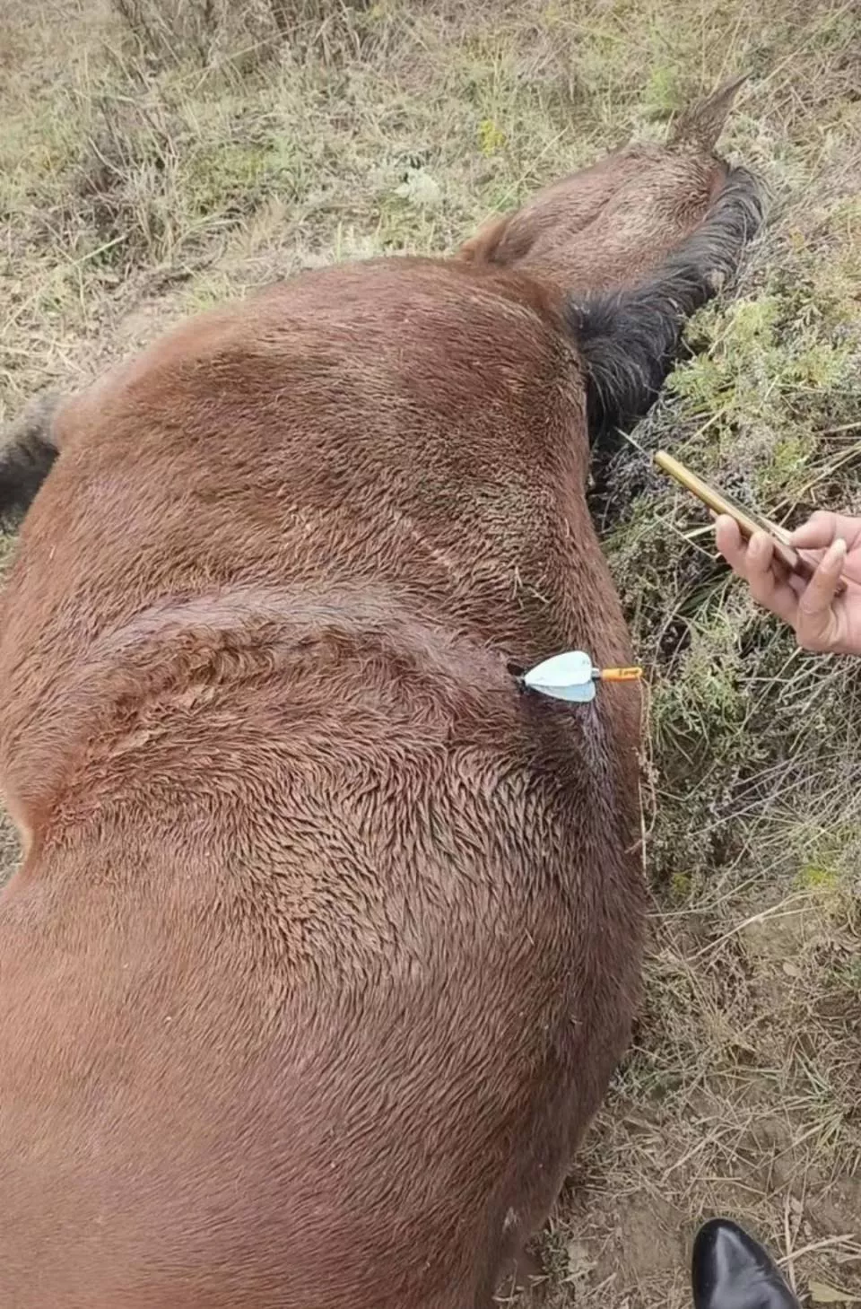 多地发生动物遭热成像无人机投箭射杀事件，记者调查