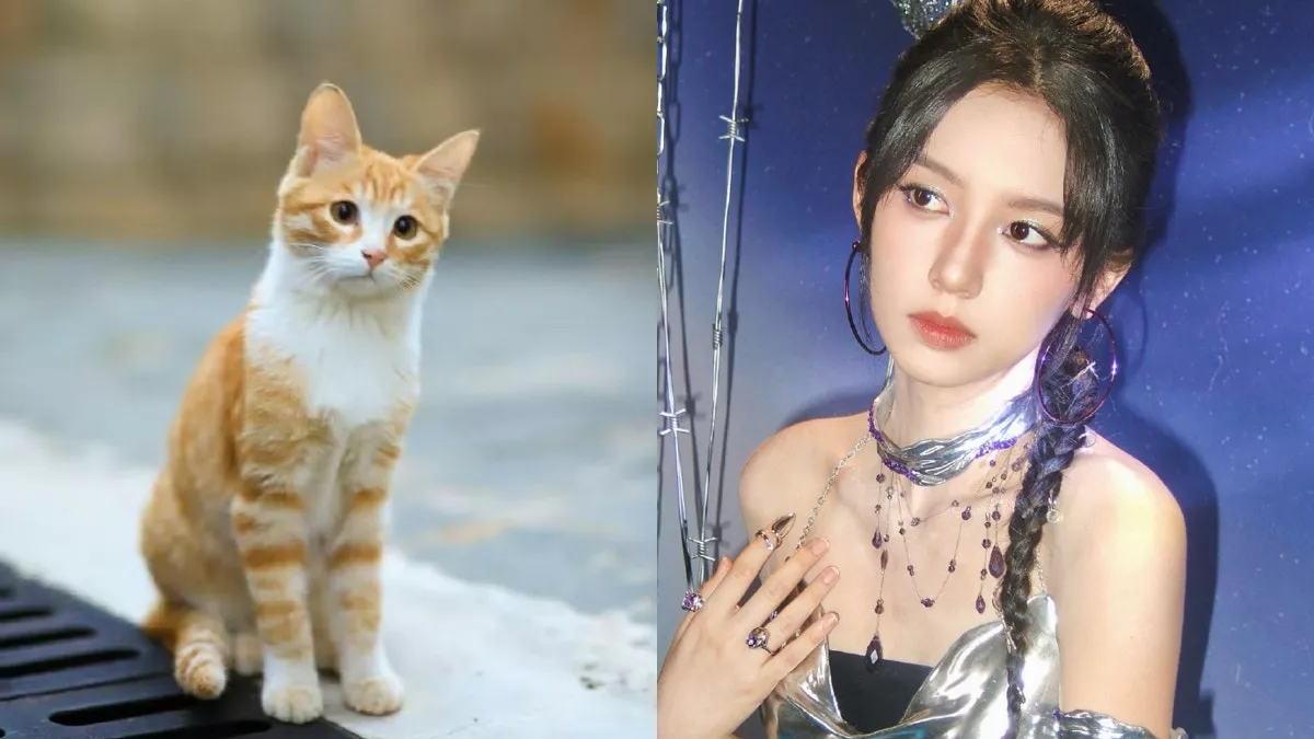 女星周也新剧剧组撞死大学网红猫惹众怒 学生爆料被要求删文