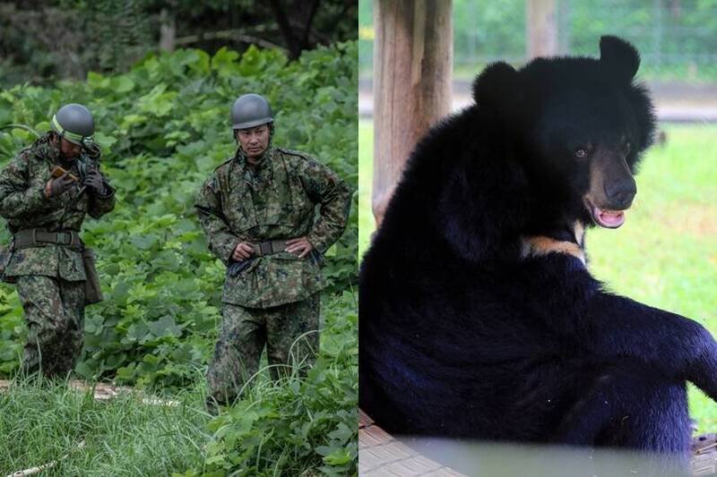 秋田县知事请求自卫队出动因应熊害，不过不使用枪械等武器。自卫队与黑熊示意图，与本新闻无关。（合成图）