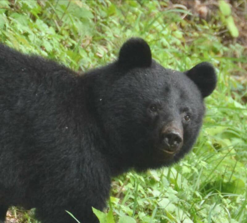 日本今年熊袭事件频传，位于东北地区的秋田县是「重灾区」之一。（图撷取自@kentasuzuki105 IG）