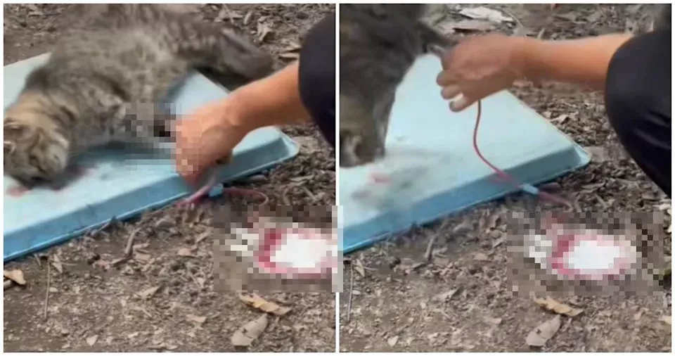 恐怖灰色产业链！广州收购流浪猫 抽光血液转卖