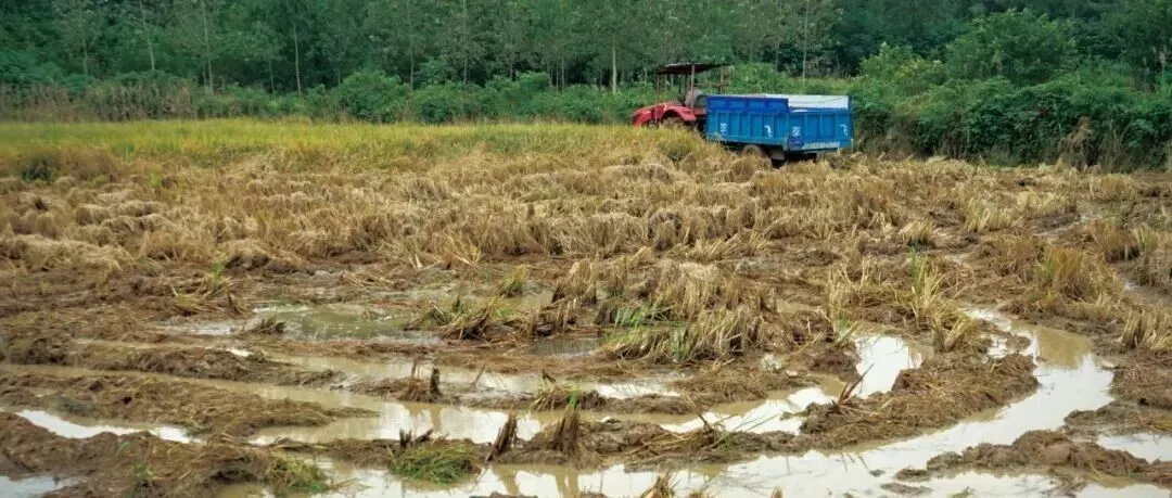 抗旱抢回来的玉米，倒在秋雨连绵的地里