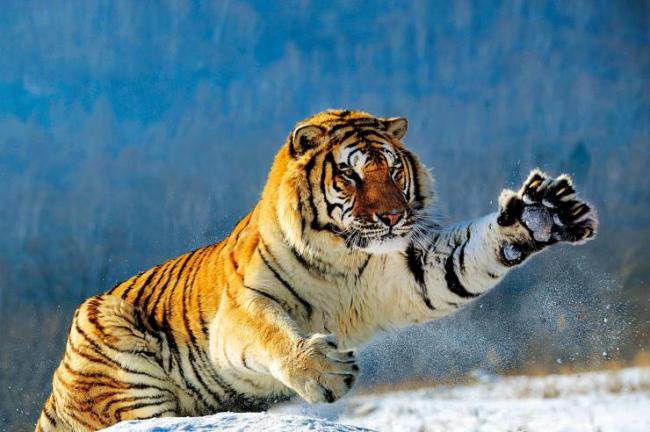 这货是真不怕冷啊  在零下40度雪地里呼呼大睡