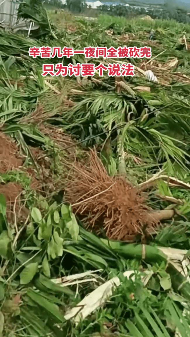 海南农民爆发大规模示威 网传警方一度鸣枪驱散