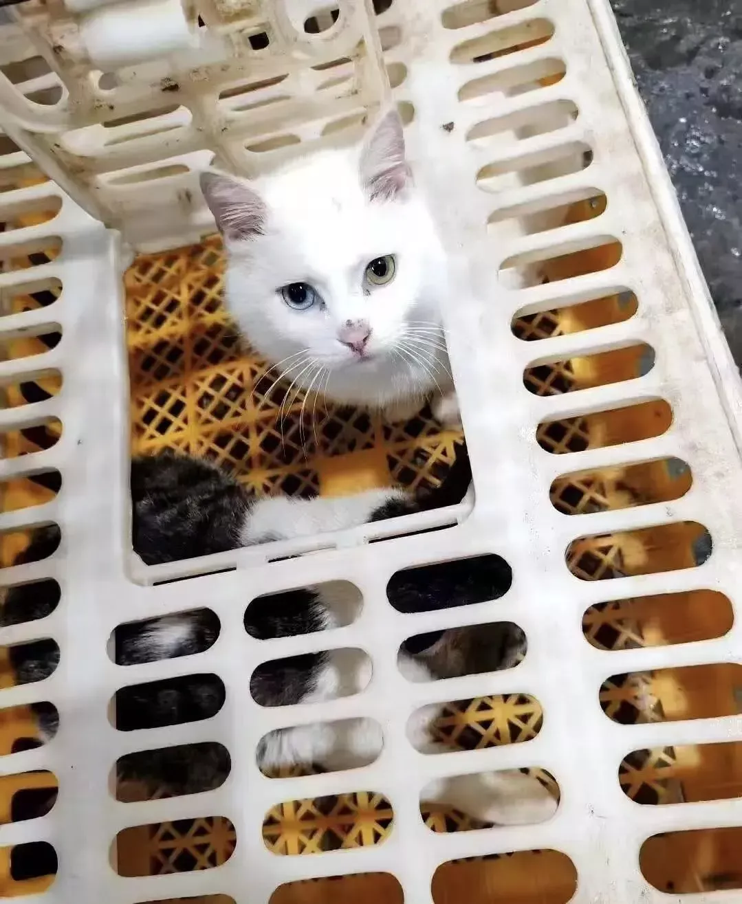 私房菜馆被曝宰杀活猫 煲“龙虎凤”