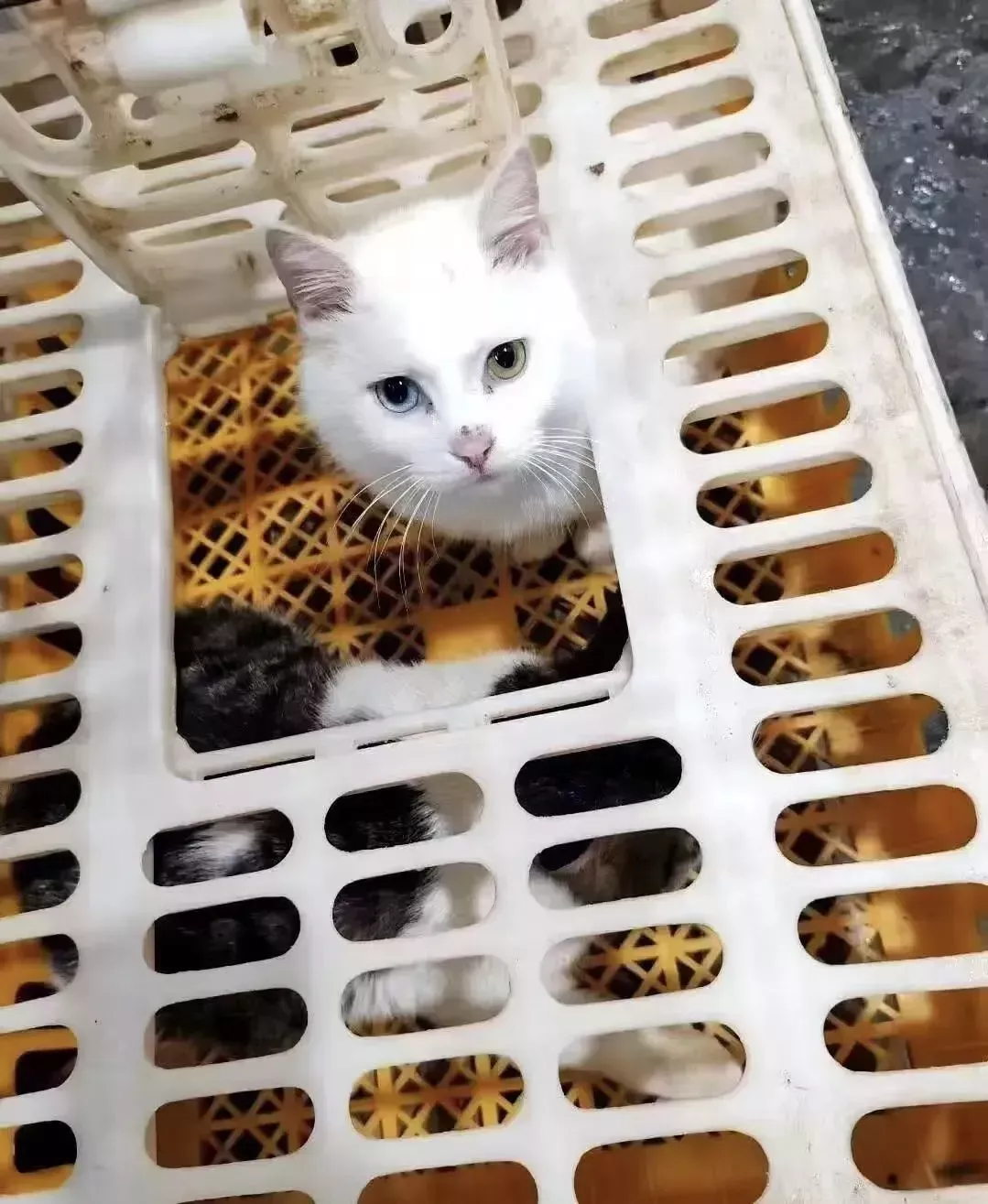 私房菜馆被曝宰杀活猫 煲“龙虎凤”