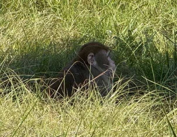美国女子射杀逃跑实验猴：为保护孩子连开两枪
