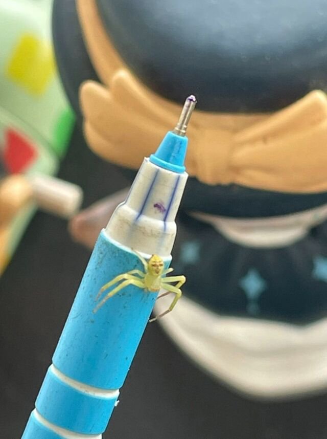 ▲▼人面蜘蛛！腹部「浮出表情輪廓」。（圖／翻攝臉書）