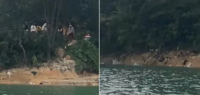 魔幻放生新花招：广东惊现抓大量野猫 水库“放生”…