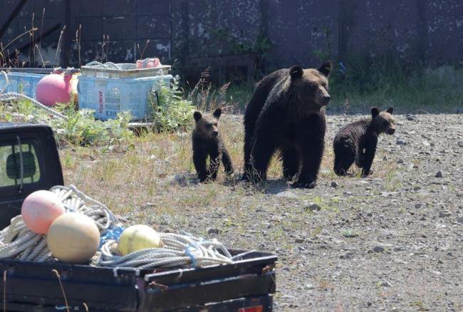 不敢去日本的游客,被现实版“熊出没”吓坏了 不敢去日本的游客,被现实版“熊出没”吓坏了