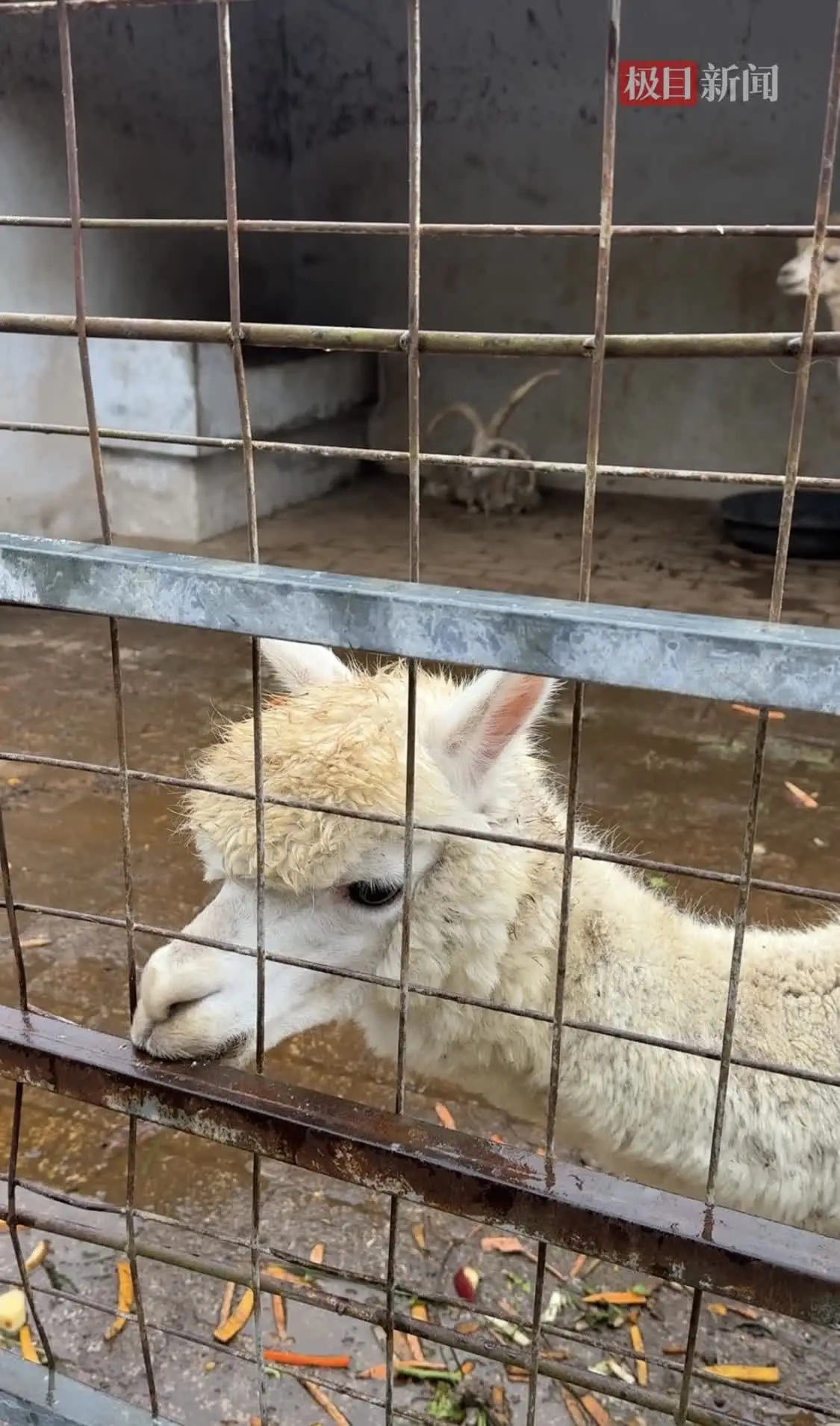 动物园里的羊驼