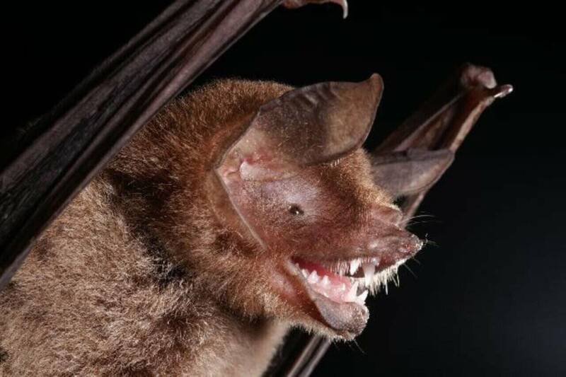 科學家近日在巴西的「帕氏裸背蝙蝠」（Pteronotus parnellii，圖）體內，發現一種與新冠病毒具有相似遺傳特徵的新型冠狀病毒。（圖取自維基公領域）