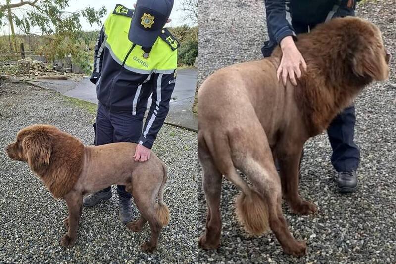 警方表示，所谓「狮子」其实只是一只纽芬兰犬。（图截自Facebook／An Garda Síochána）