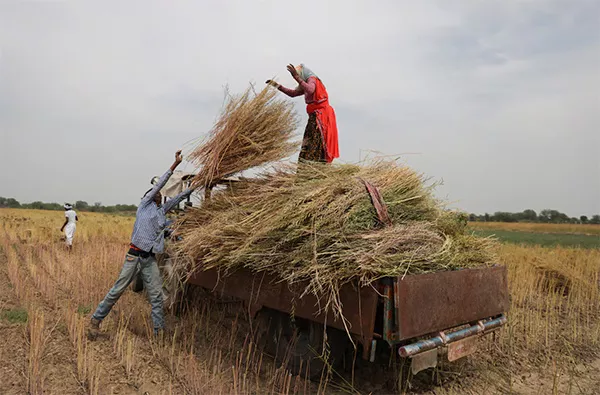 中国采购量破纪录,推动印度油菜籽种植面积创新高
