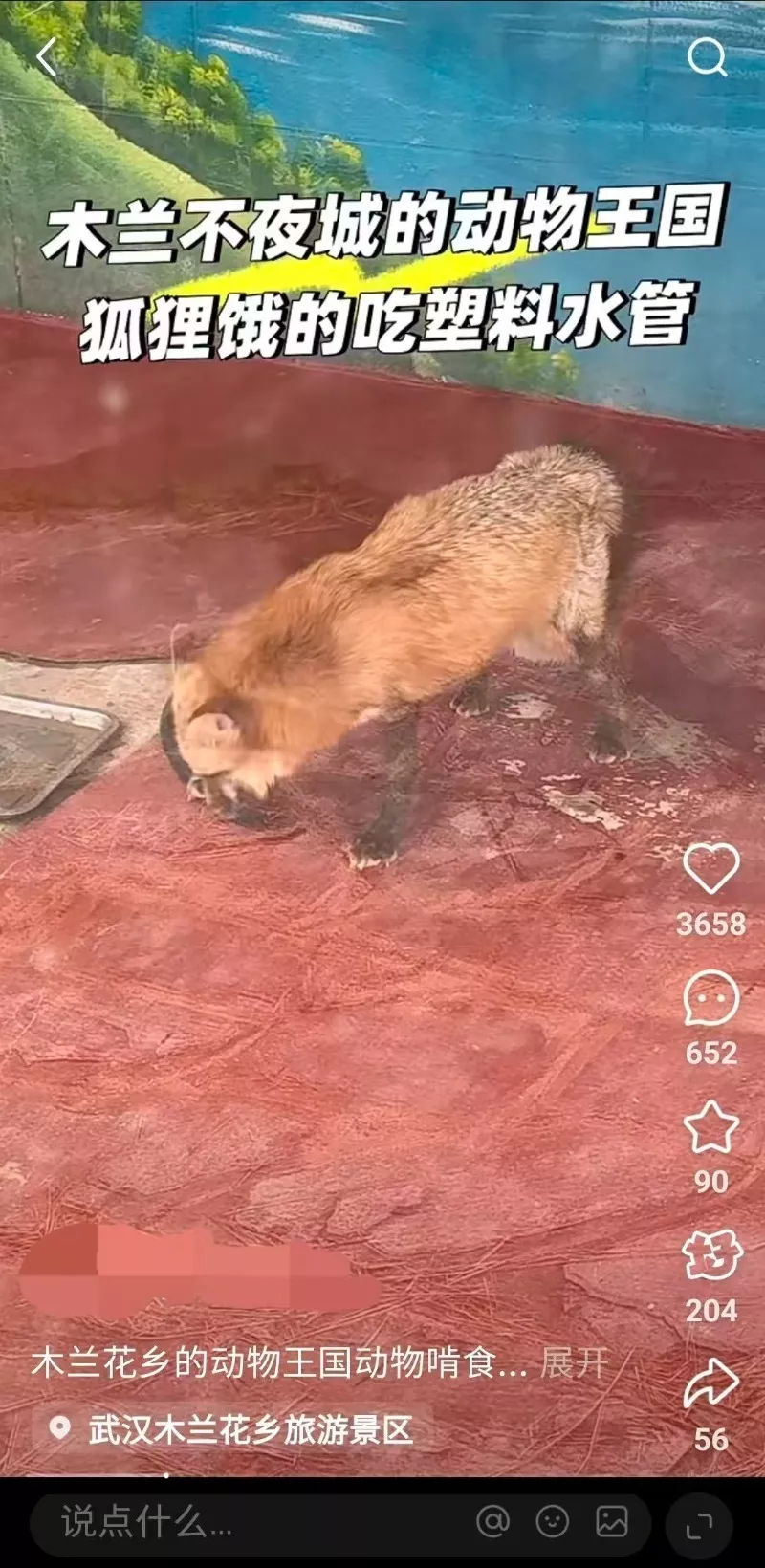景区里的狐狸饿得啃食水管？武汉一地文旅局回应