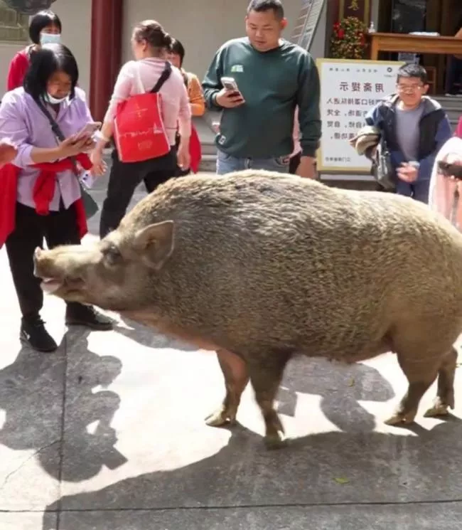 猪八戒后人？ 150KG“猪五妹”爆红