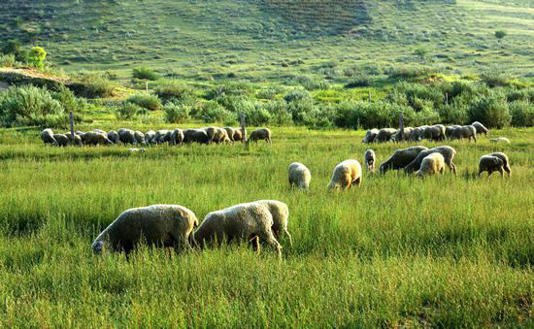 中国最好吃的羊肉 都在这张地图里 中国最好吃的羊肉 都在这张地图里