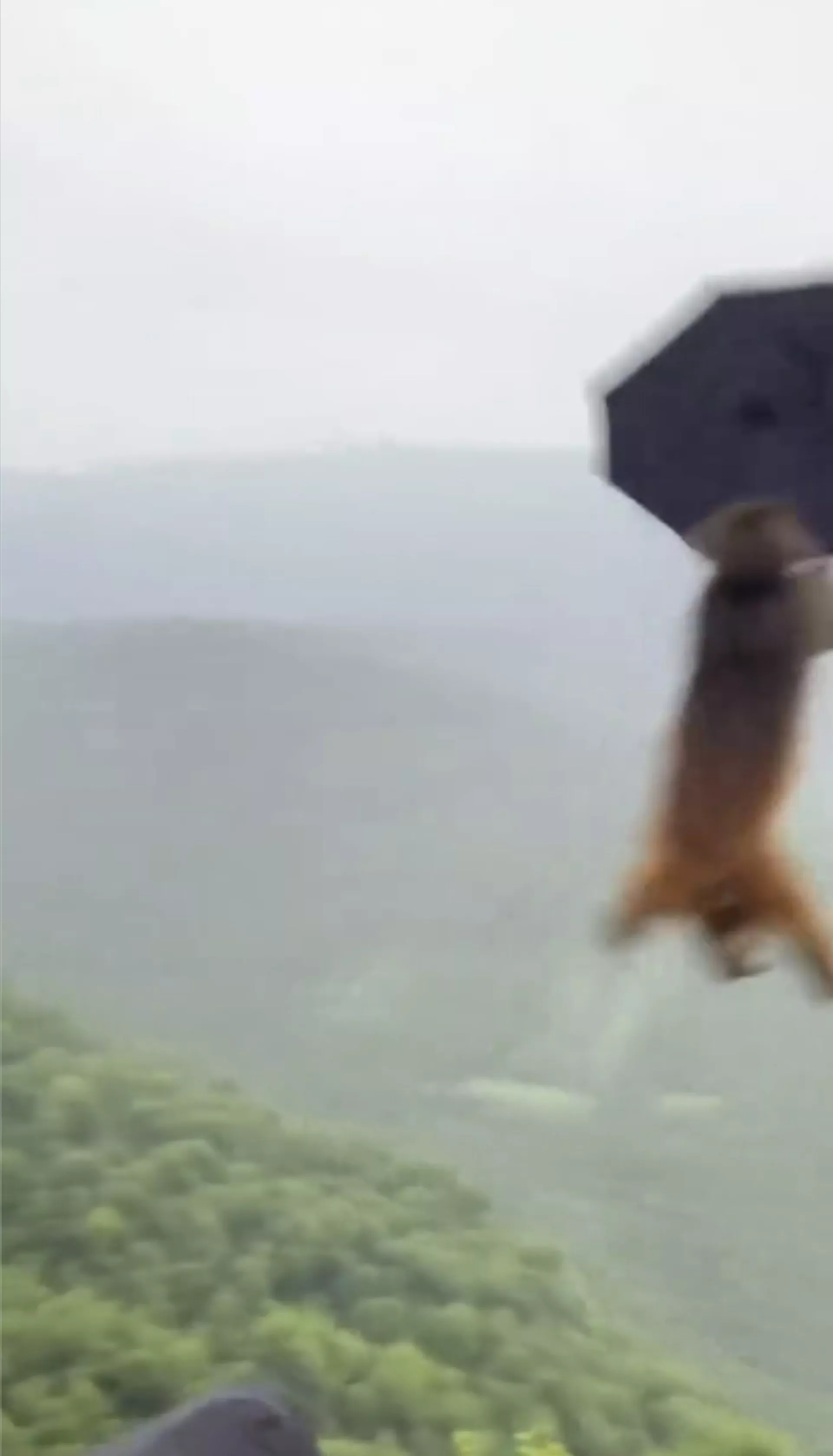 网传视频有行山男撑伞时,被1隻猴子抢去雨伞当降落伞。(视频截图) 网传视频有行山男撑伞时,被1隻猴子抢去雨伞当降落伞。(视频截图)