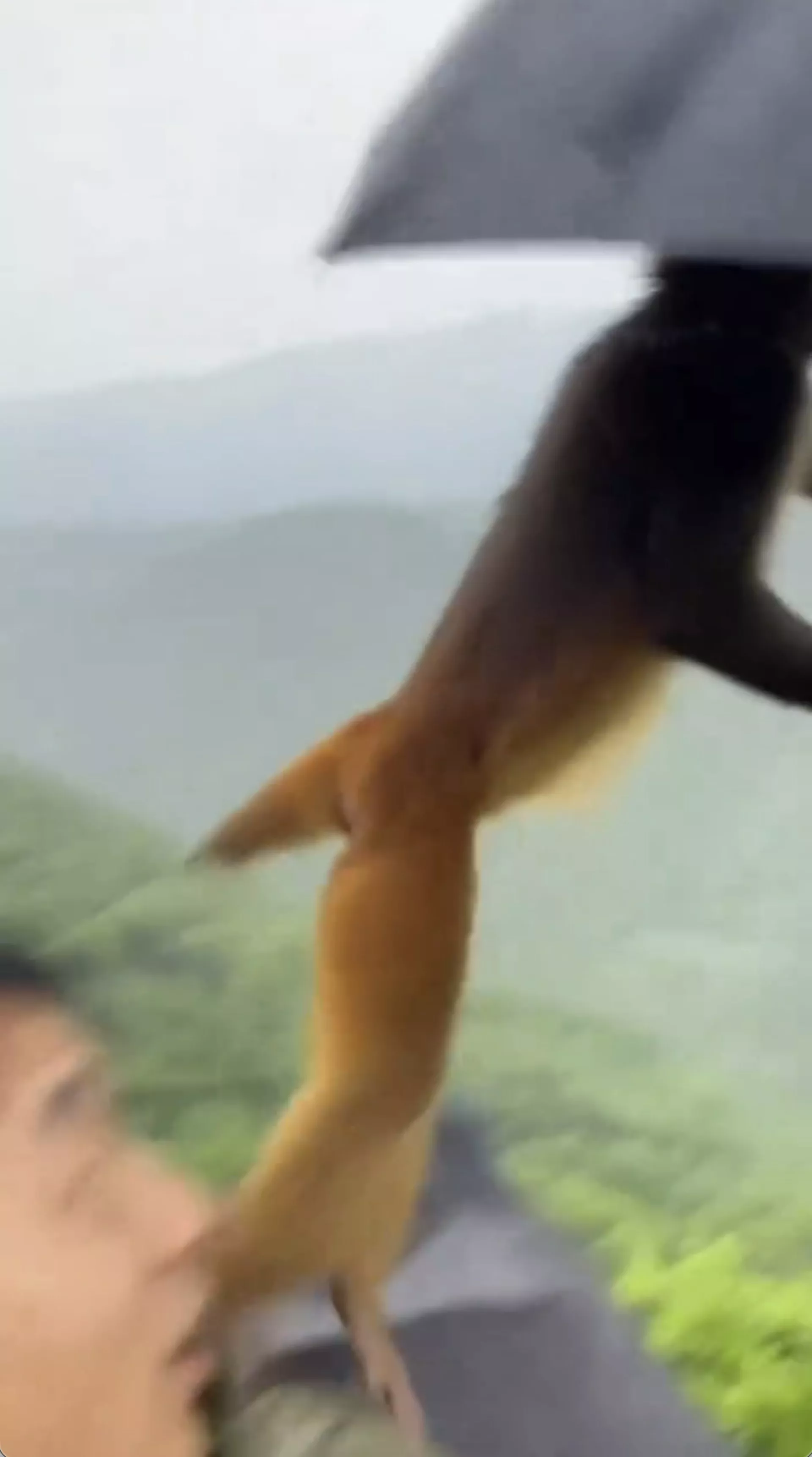 网传视频有行山男撑伞时,被1隻猴子抢去雨伞当降落伞。(视频截图) 网传视频有行山男撑伞时,被1隻猴子抢去雨伞当降落伞。(视频截图)