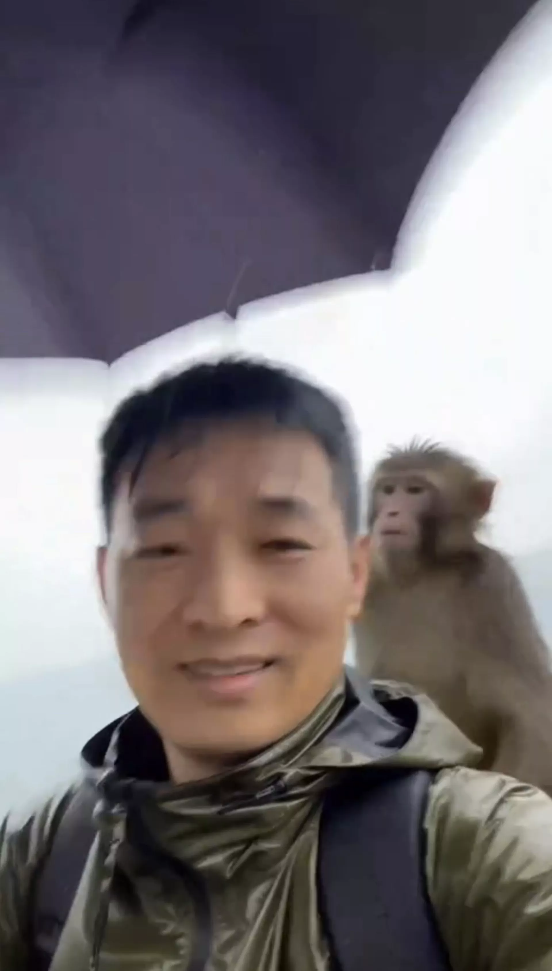 网传视频有行山男撑伞时,被1隻猴子抢去雨伞当降落伞。(视频截图) 网传视频有行山男撑伞时,被1隻猴子抢去雨伞当降落伞。(视频截图)