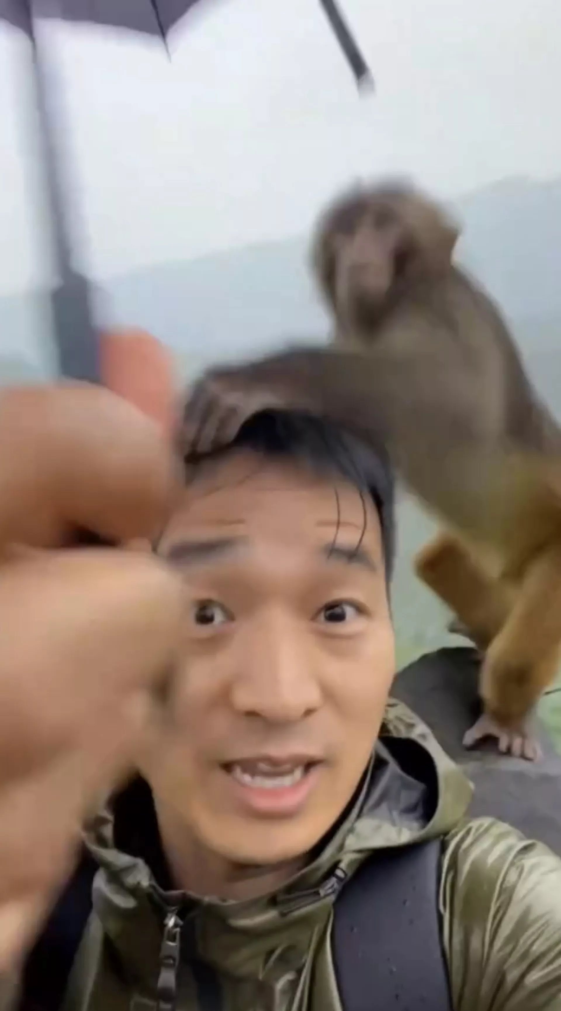 网传视频有行山男撑伞时,被1隻猴子抢去雨伞当降落伞。(视频截图) 网传视频有行山男撑伞时,被1隻猴子抢去雨伞当降落伞。(视频截图)