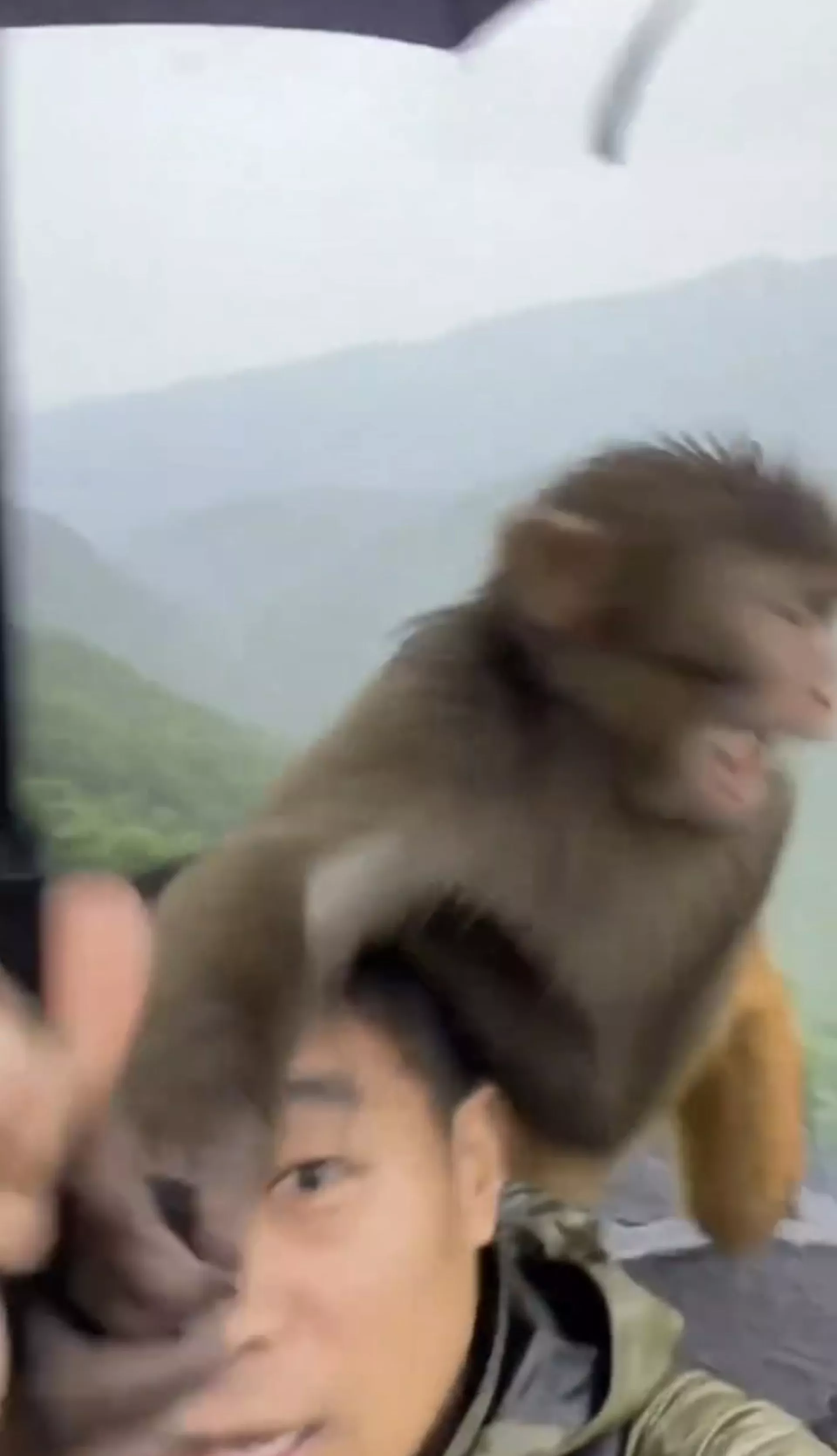 视频有普通话男声称“下雨了,牠真的抢走了,哈哈哈”。(视频截图) “猴子抢游客的伞 然后惊现神奇一幕”疯传 网疑AI生成